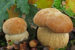 Boletus aereus
