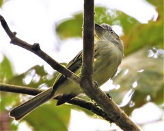 Rhynchocyclus olivaceus