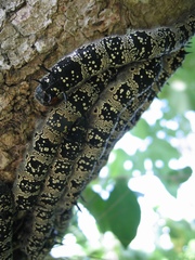Arsenura polyodonta
