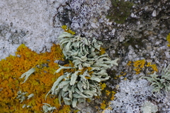 Ramalina siliquosa