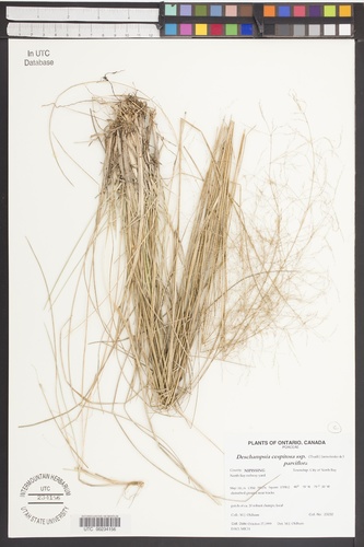 Deschampsia cespitosa ssp. parviflora