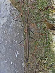 Pseudophasma bispinosum