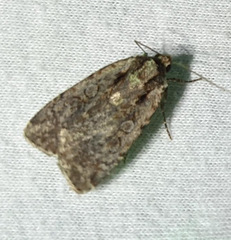 Eueretagrotis attentus