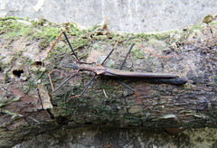Pseudophasma bispinosum