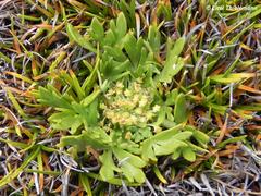 Azorella diversifolia