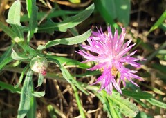 Centaurea aspera