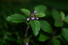 Clinopodium umbrosum