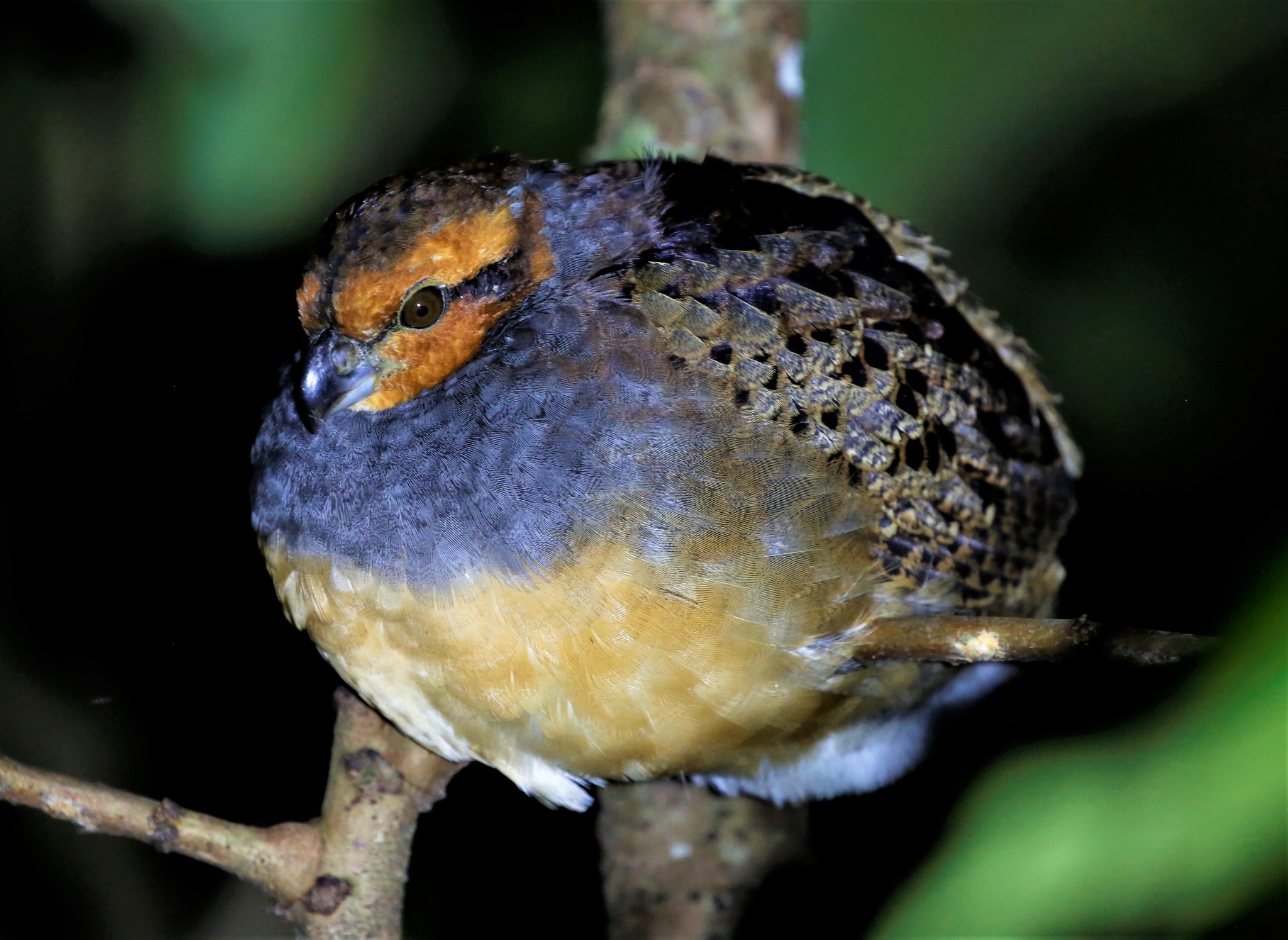 Tawny-faced Quail (Rhynchortyx cinctus), photo 3