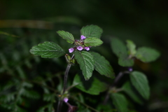 Clinopodium umbrosum