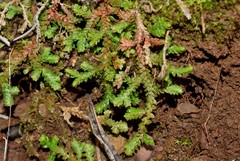 Selaginella denticulata