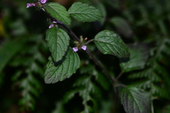Clinopodium umbrosum