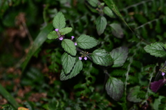 Clinopodium umbrosum