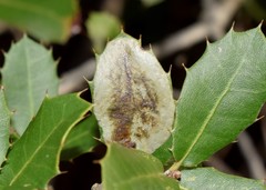 Phyllonorycter belotella