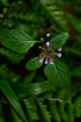 Clinopodium umbrosum