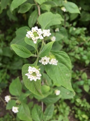 Lantana canescens