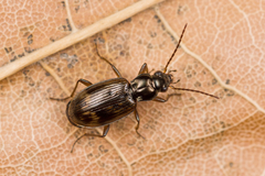 Bembidion dentellum