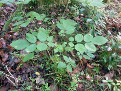 Fraxinus caroliniana