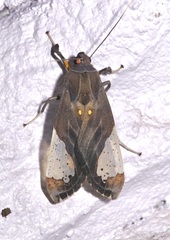 Bertholdia flavidorsata