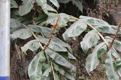 Hedychium gardnerianum