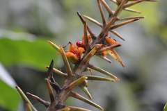Hedychium gardnerianum