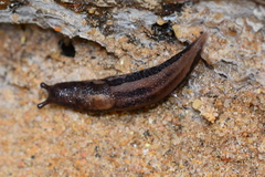 Limax maximus