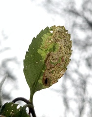 Phytomyza crassiseta