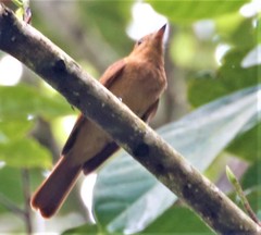 Rhytipterna holerythra