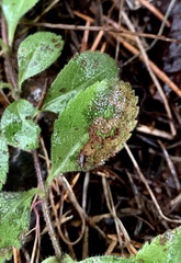 Phytomyza crassiseta