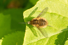 Bombylius venosus
