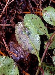 Phytomyza crassiseta