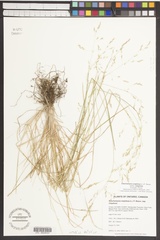 Deschampsia cespitosa cespitosa