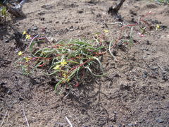 Camissonia parvula