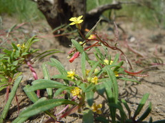 Camissonia parvula