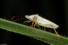 Supputius typicus