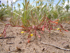 Camissonia parvula
