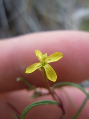Camissonia parvula