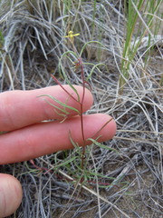 Camissonia parvula