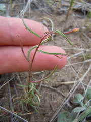 Camissonia parvula