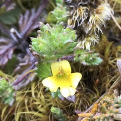Euphrasia cockayneana