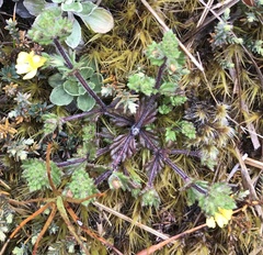 Euphrasia cockayneana