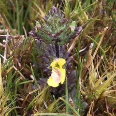 Euphrasia cockayneana