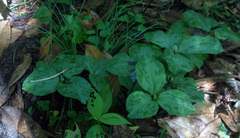 Trillium maculatum
