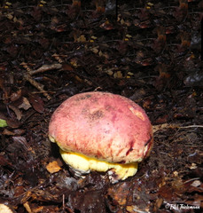 Butyriboletus loyo