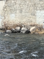 Nycticorax nycticorax