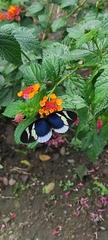 Heliconius eleuchia
