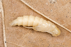 Melandrya dubia