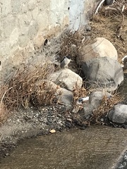 Nycticorax nycticorax