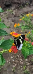 Heliconius eleuchia