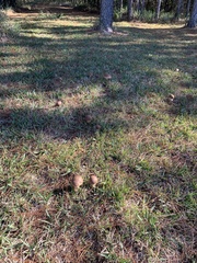 Boletus pseudopinophilus