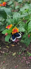 Heliconius eleuchia